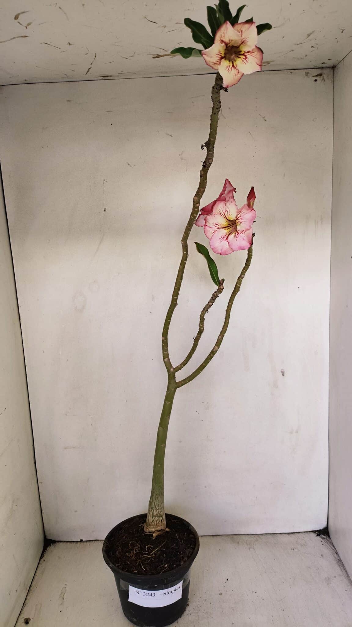Planta Simples 3243 – 35cm – 03 anos - foto 2