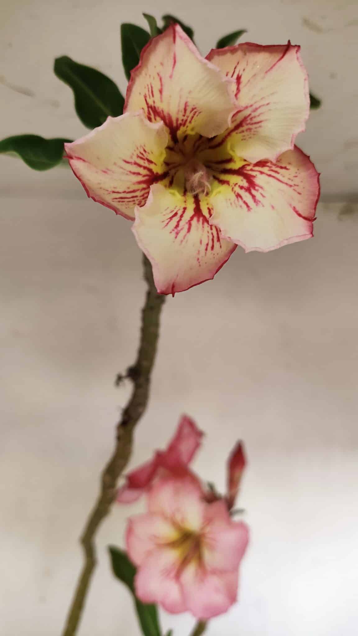 Planta Simples 3243 – 35cm – 03 anos - foto 3