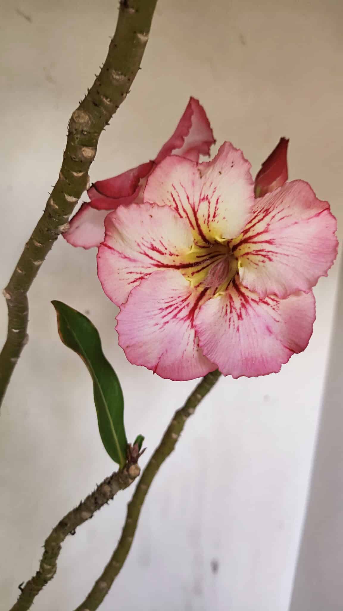 Planta Simples 3243 – 35cm – 03 anos - foto 4