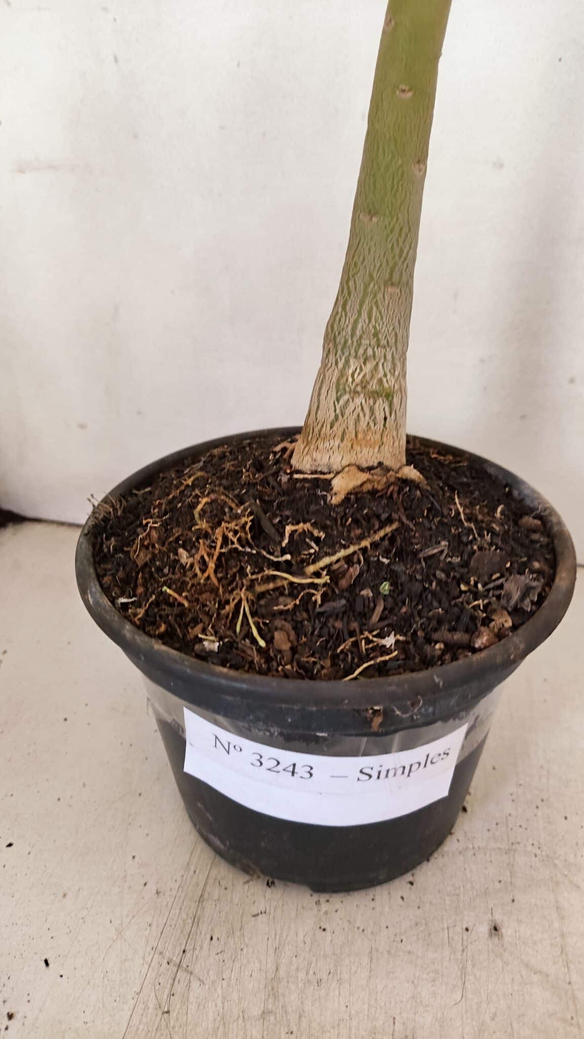 Planta Simples 3243 – 35cm – 03 anos - foto 6