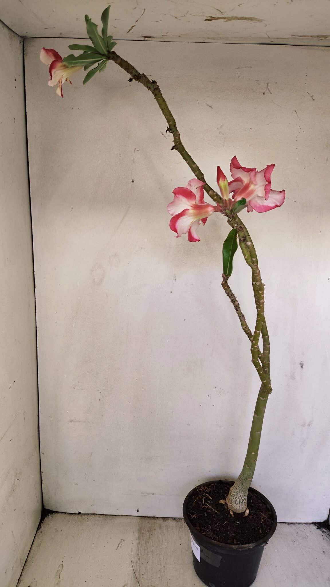 Planta Simples 3243 – 35cm – 03 anos - foto 5
