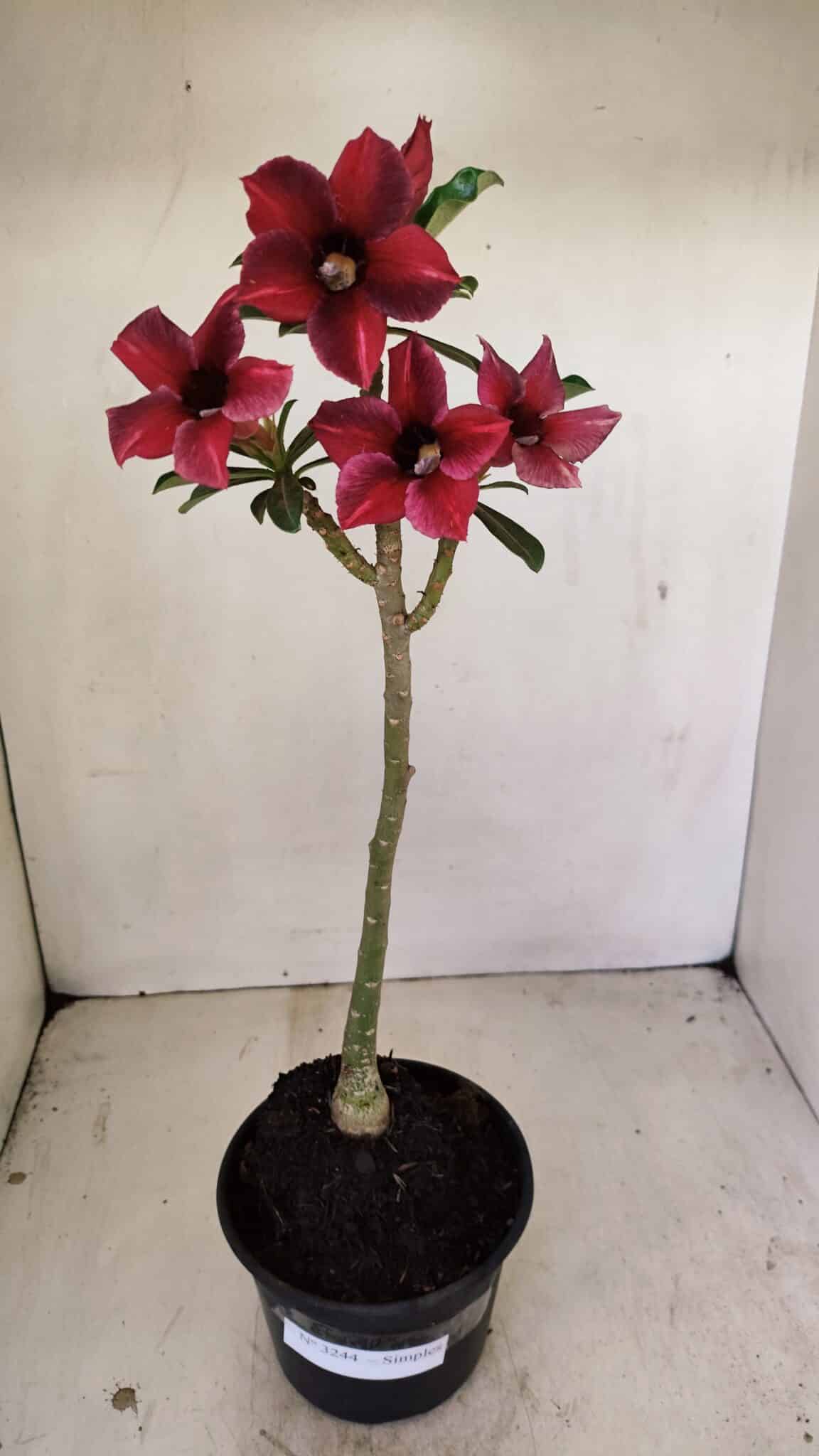 Planta Simples 3244 – 35cm – 03 anos - foto 2