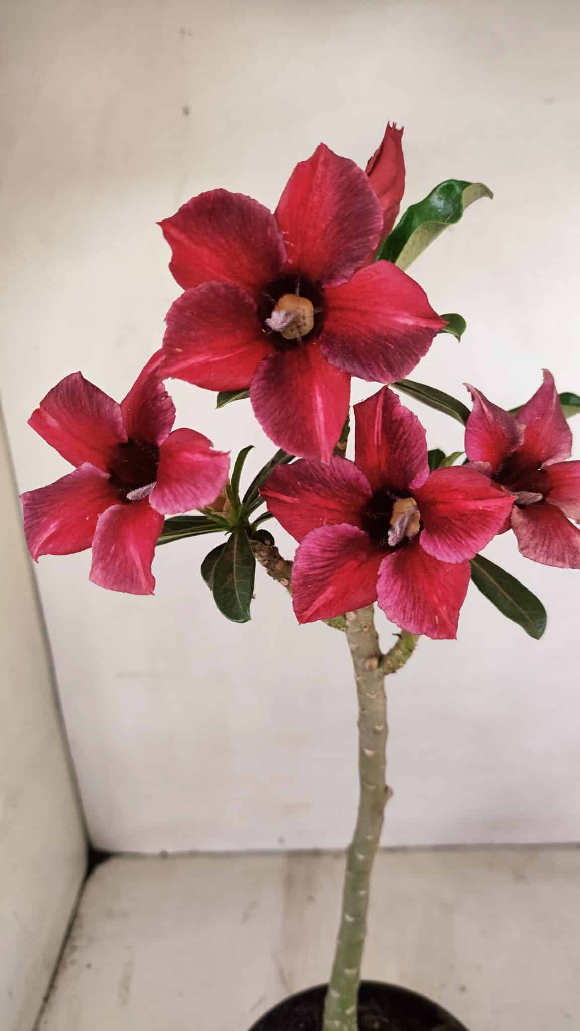 Planta Simples 3244 – 35cm – 03 anos - foto 3