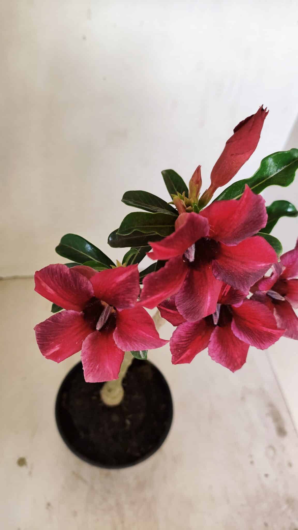 Planta Simples 3244 – 35cm – 03 anos - foto 4