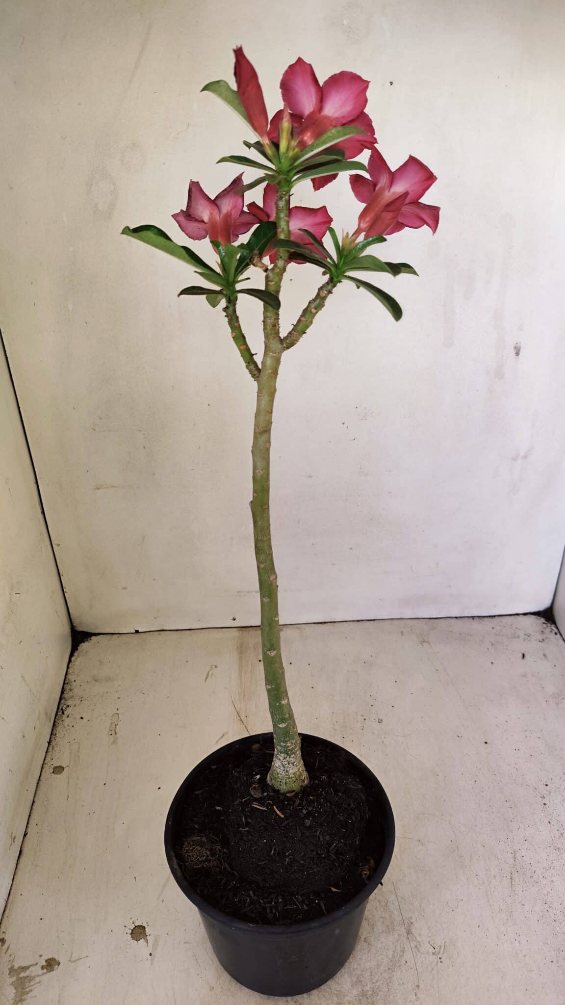 Planta Simples 3244 – 35cm – 03 anos - foto 5