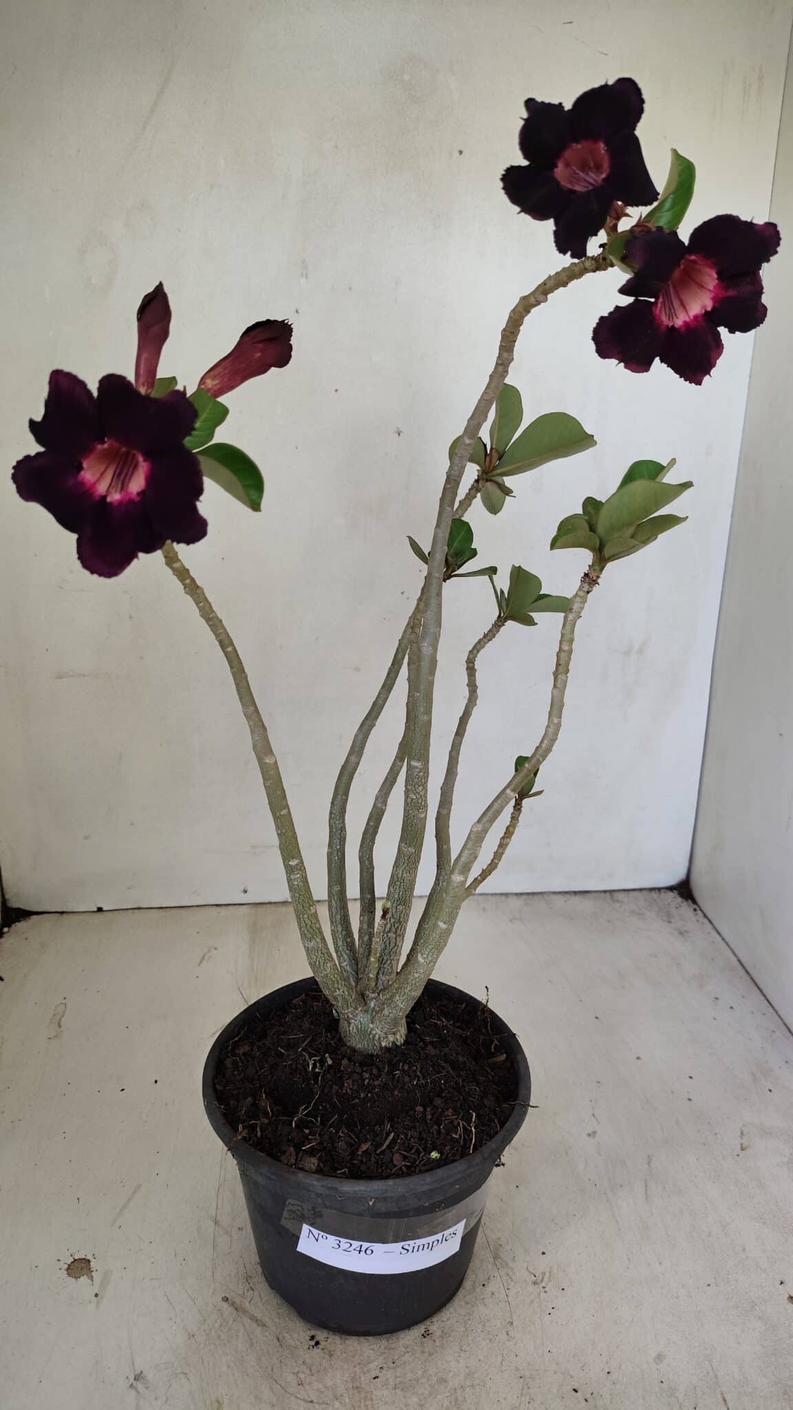 Planta Simples 3246 – 35cm – 03 anos - foto 2