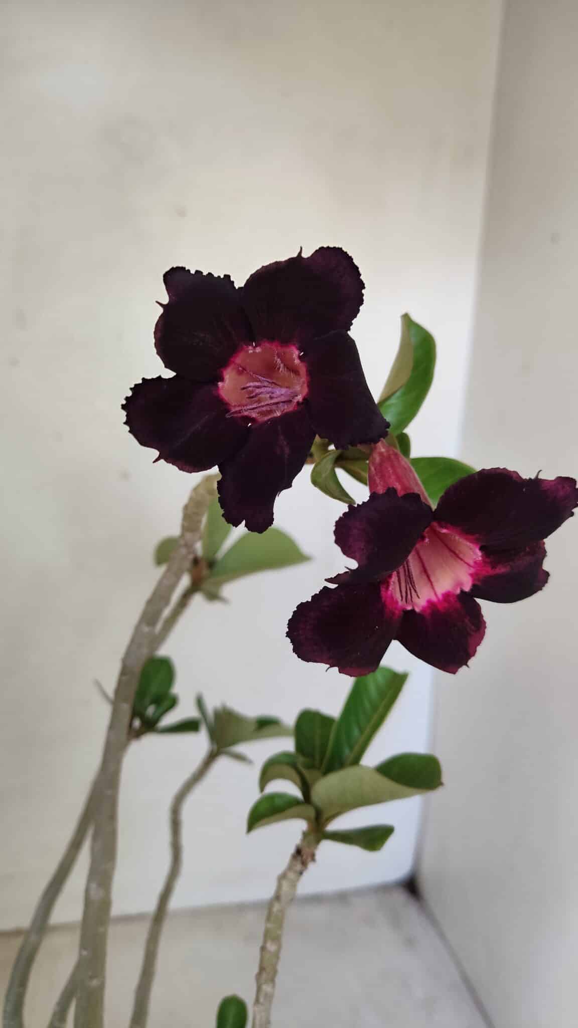 Planta Simples 3246 – 35cm – 03 anos - foto 10