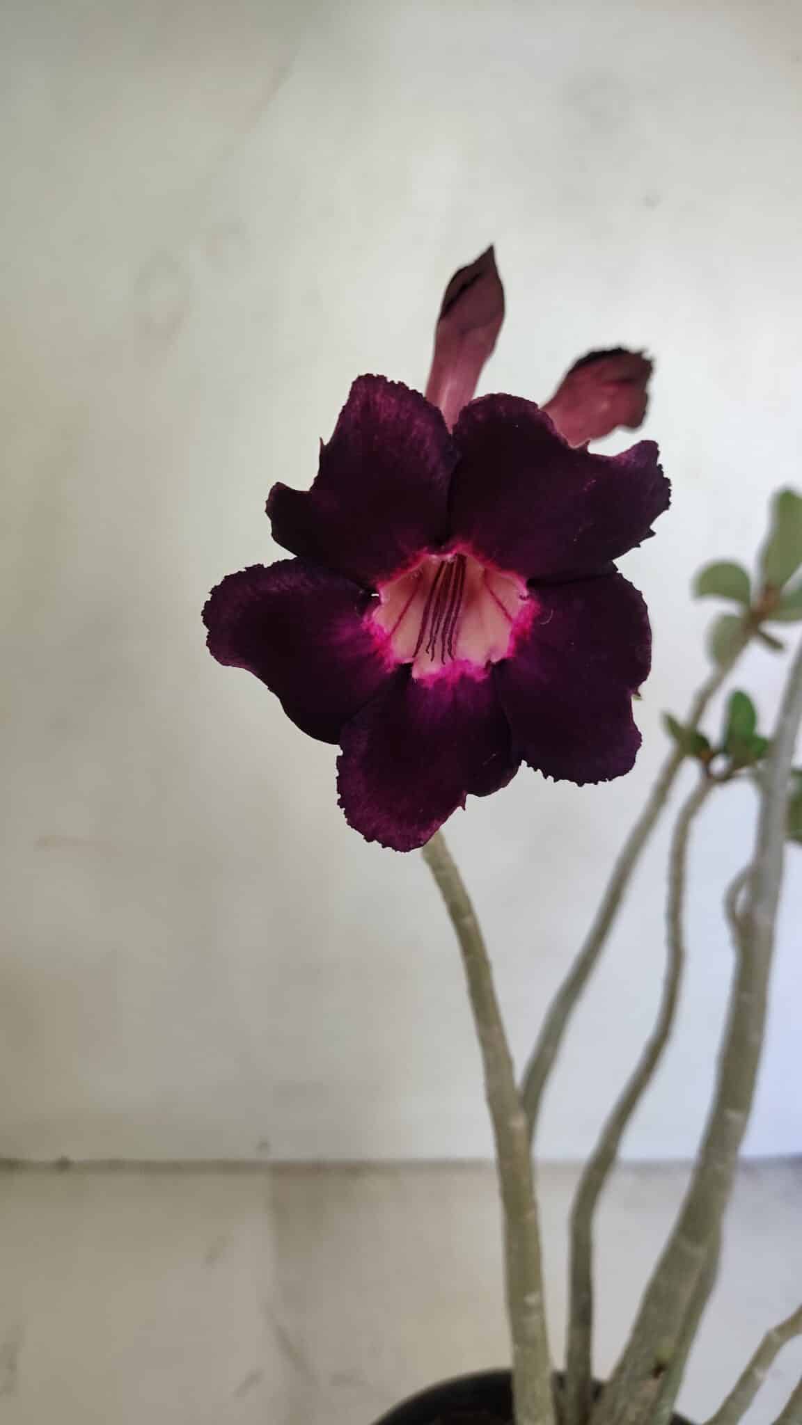 Planta Simples 3246 – 35cm – 03 anos - foto 4