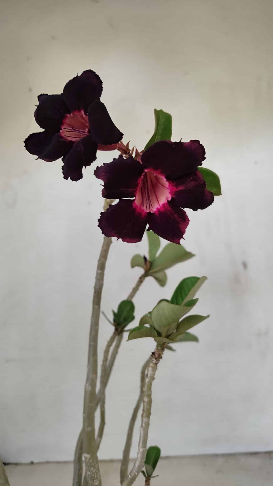Planta Simples 3246 – 35cm – 03 anos - foto 9