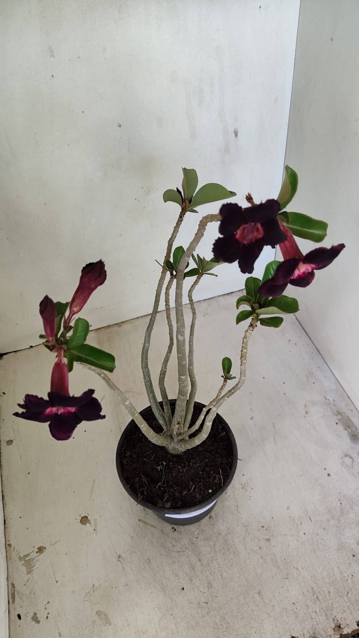 Planta Simples 3246 – 35cm – 03 anos - foto 8