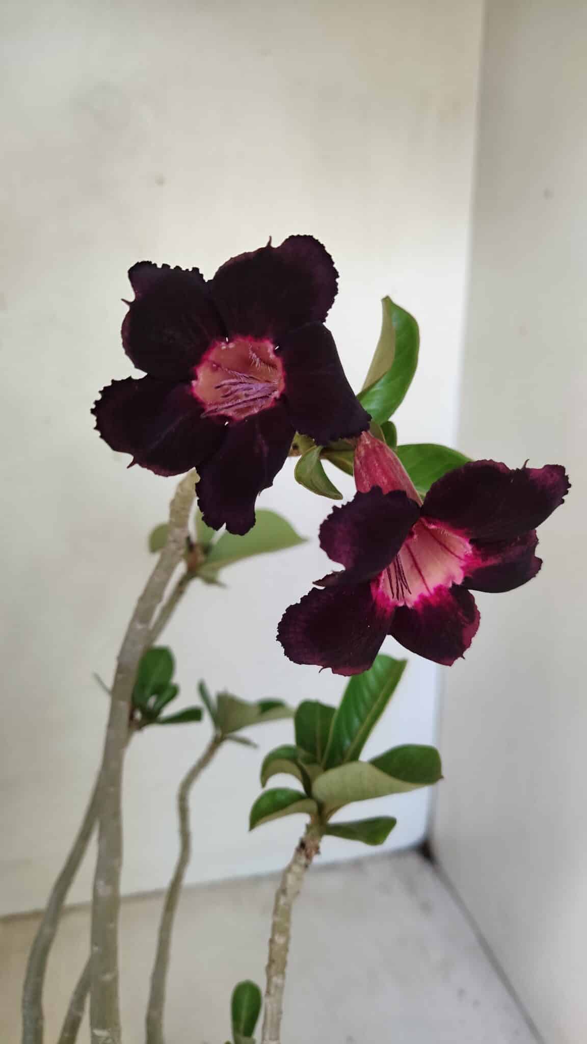Planta Simples 3246 – 35cm – 03 anos - foto 5