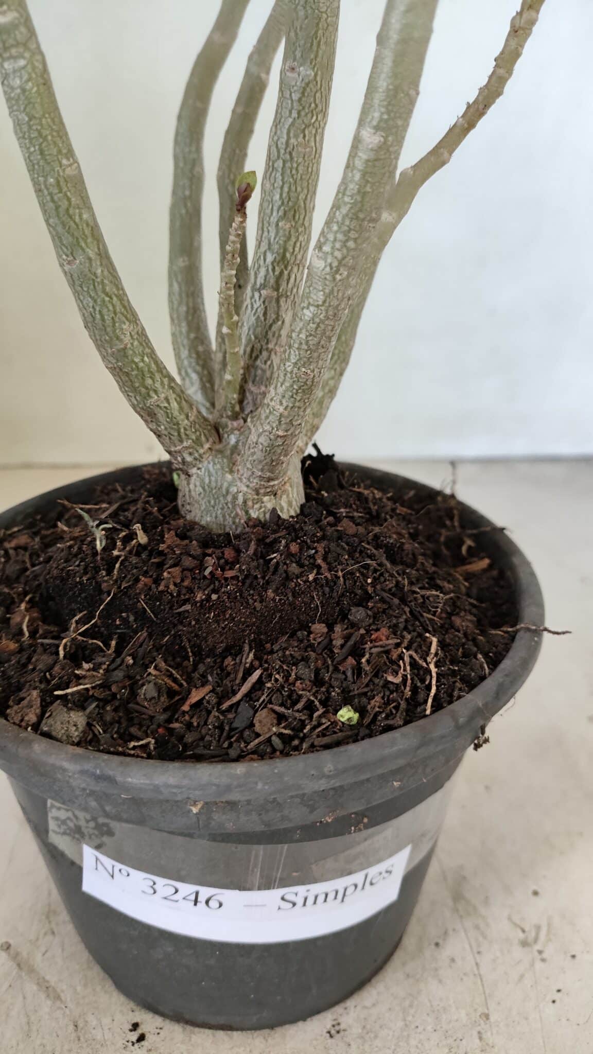Planta Simples 3246 – 35cm – 03 anos - foto 7