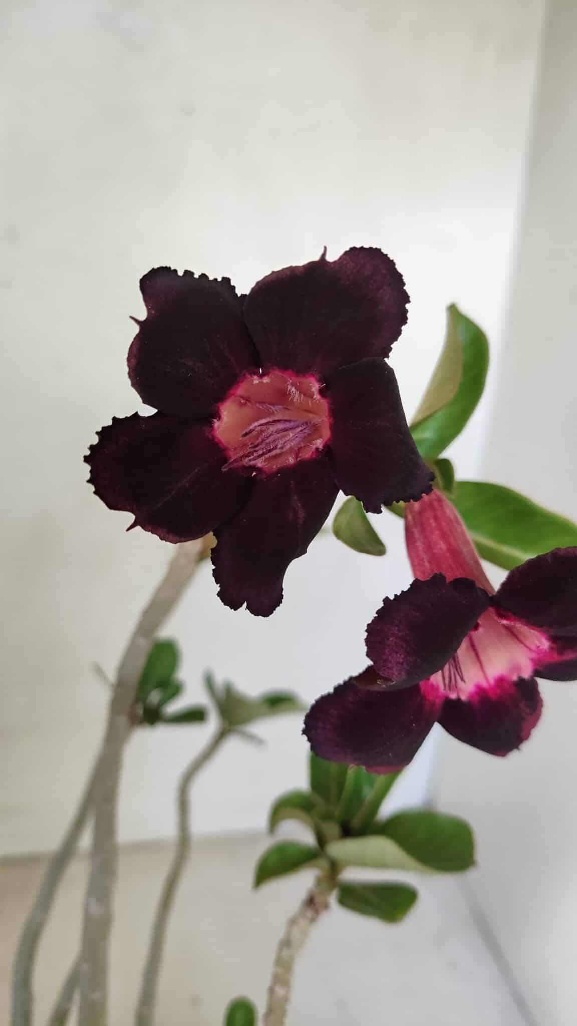 Planta Simples 3246 – 35cm – 03 anos - foto 3