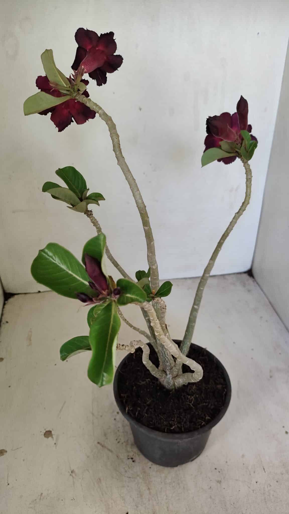 Planta Simples 3246 – 35cm – 03 anos - foto 6
