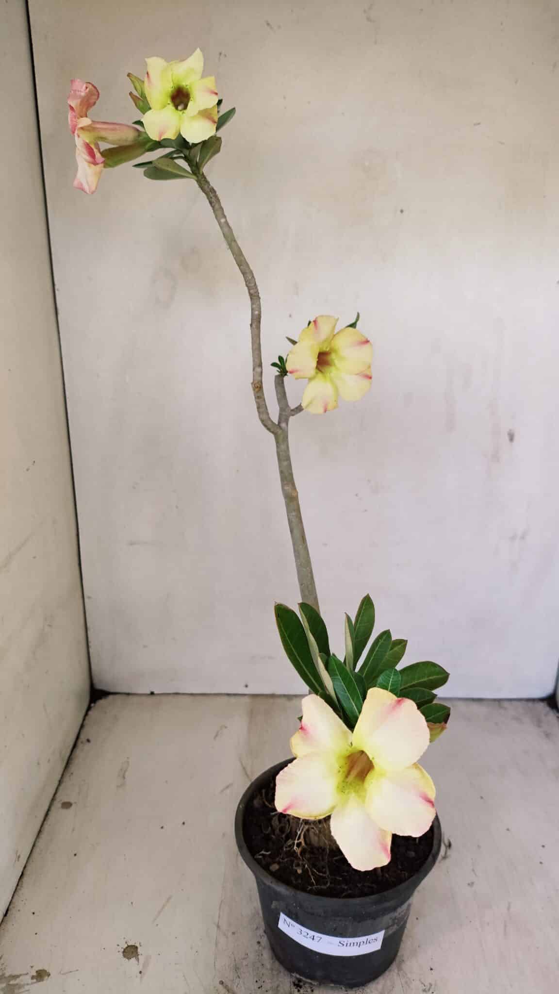 Planta Simples 3247 – 35cm – 03 anos - foto 2