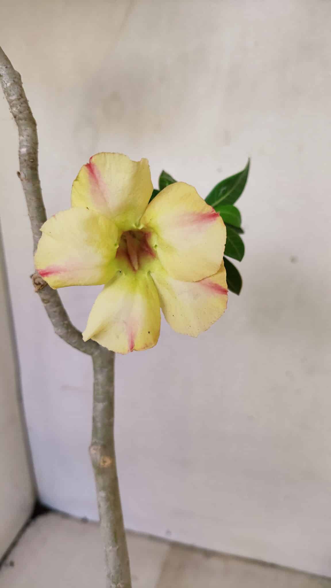 Planta Simples 3247 – 35cm – 03 anos - foto 4
