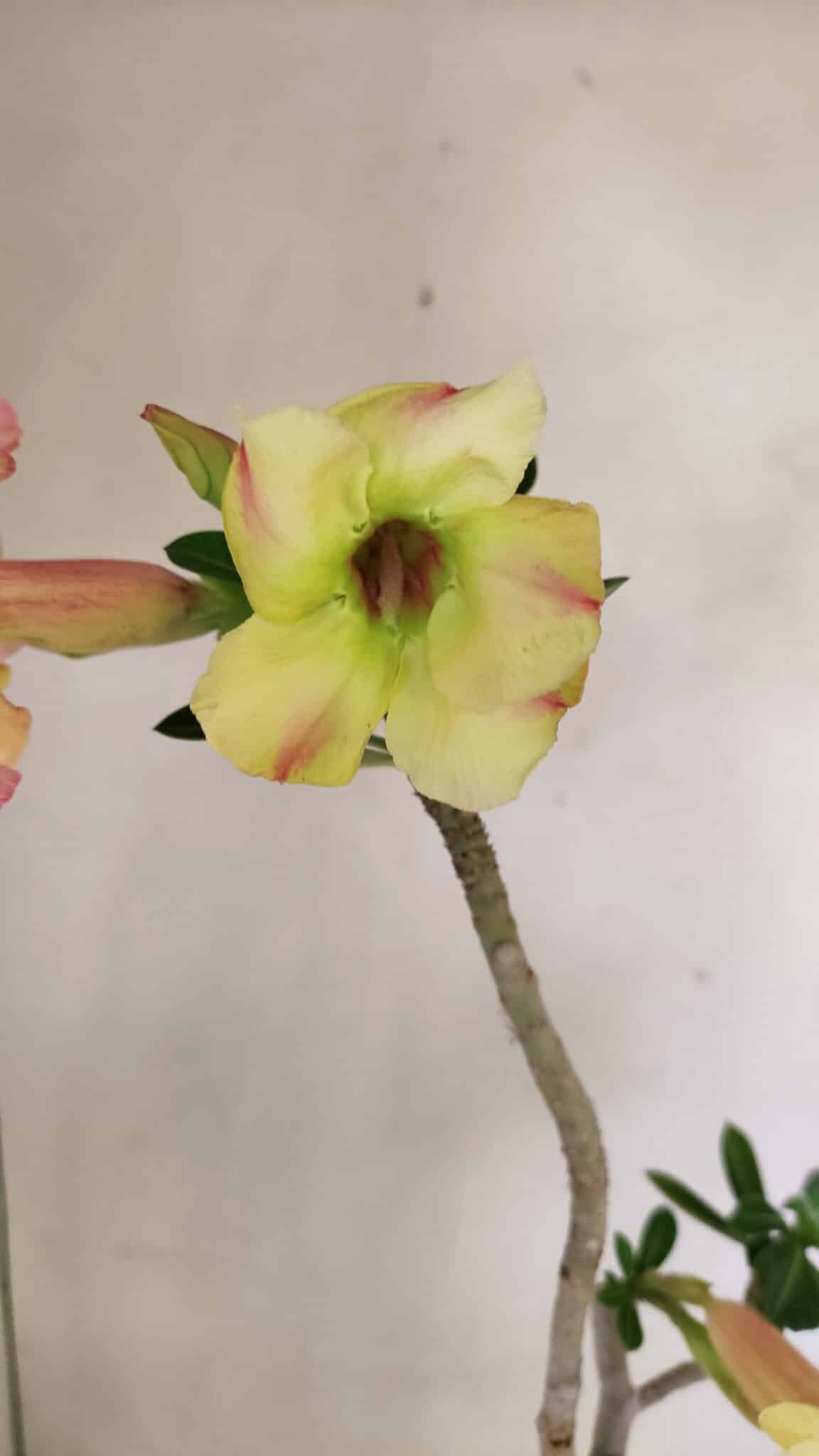 Planta Simples 3247 – 35cm – 03 anos - foto 3