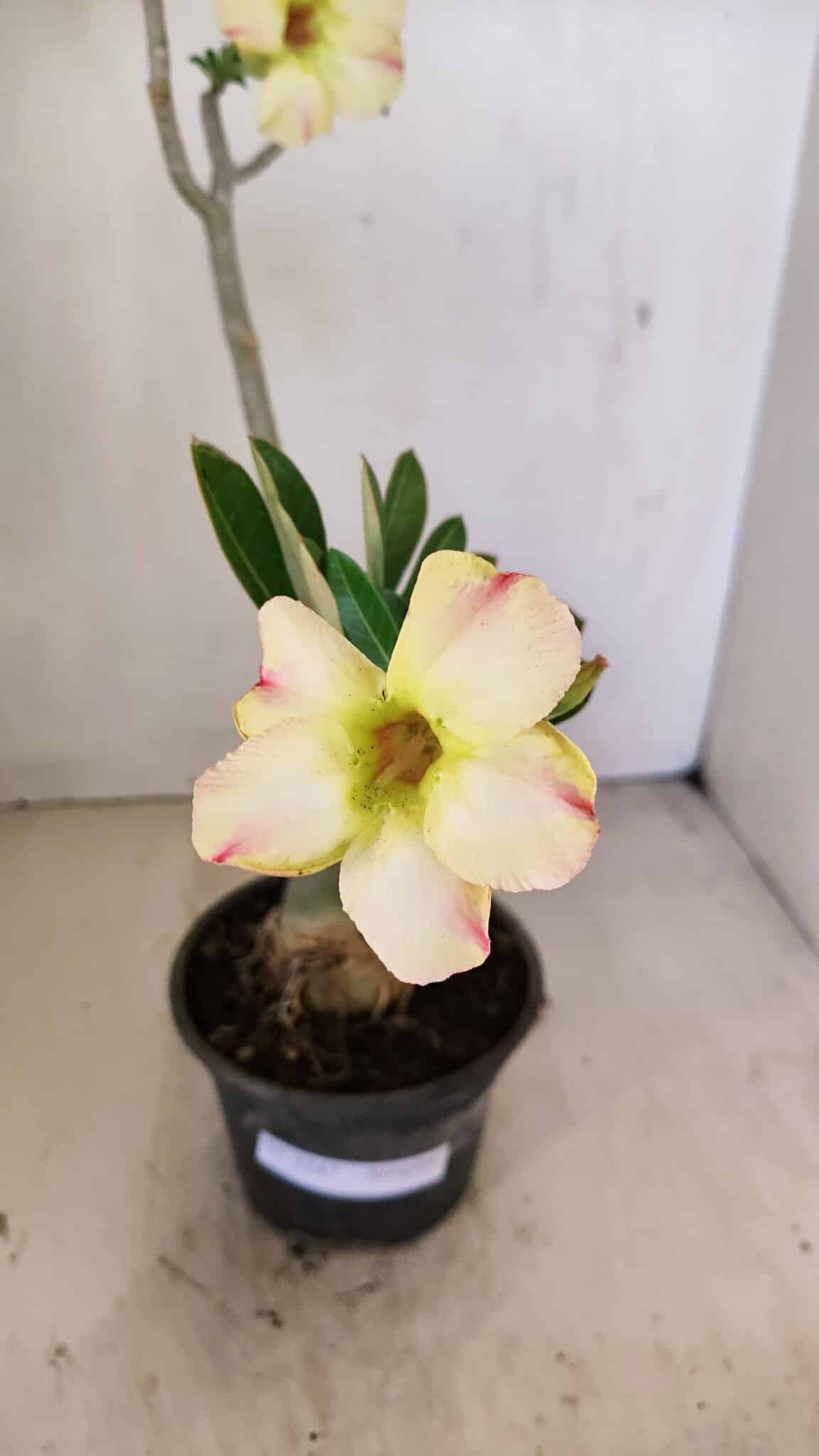 Planta Simples 3247 – 35cm – 03 anos - foto 5