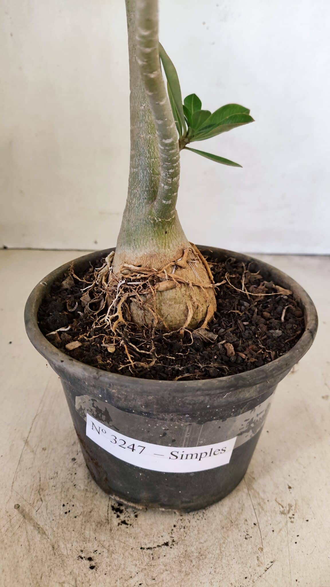 Planta Simples 3247 – 35cm – 03 anos - foto 8