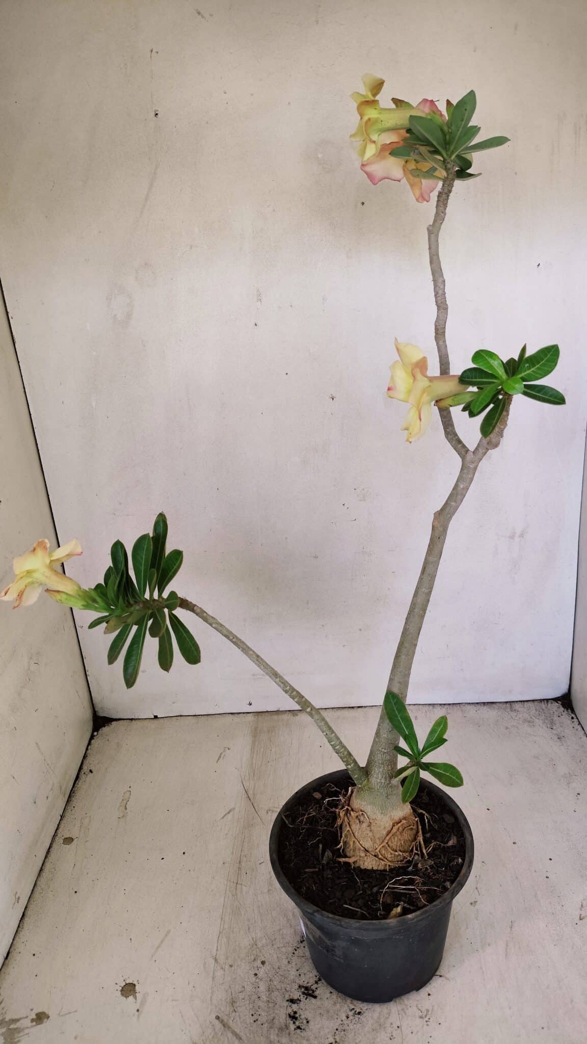 Planta Simples 3247 – 35cm – 03 anos - foto 7