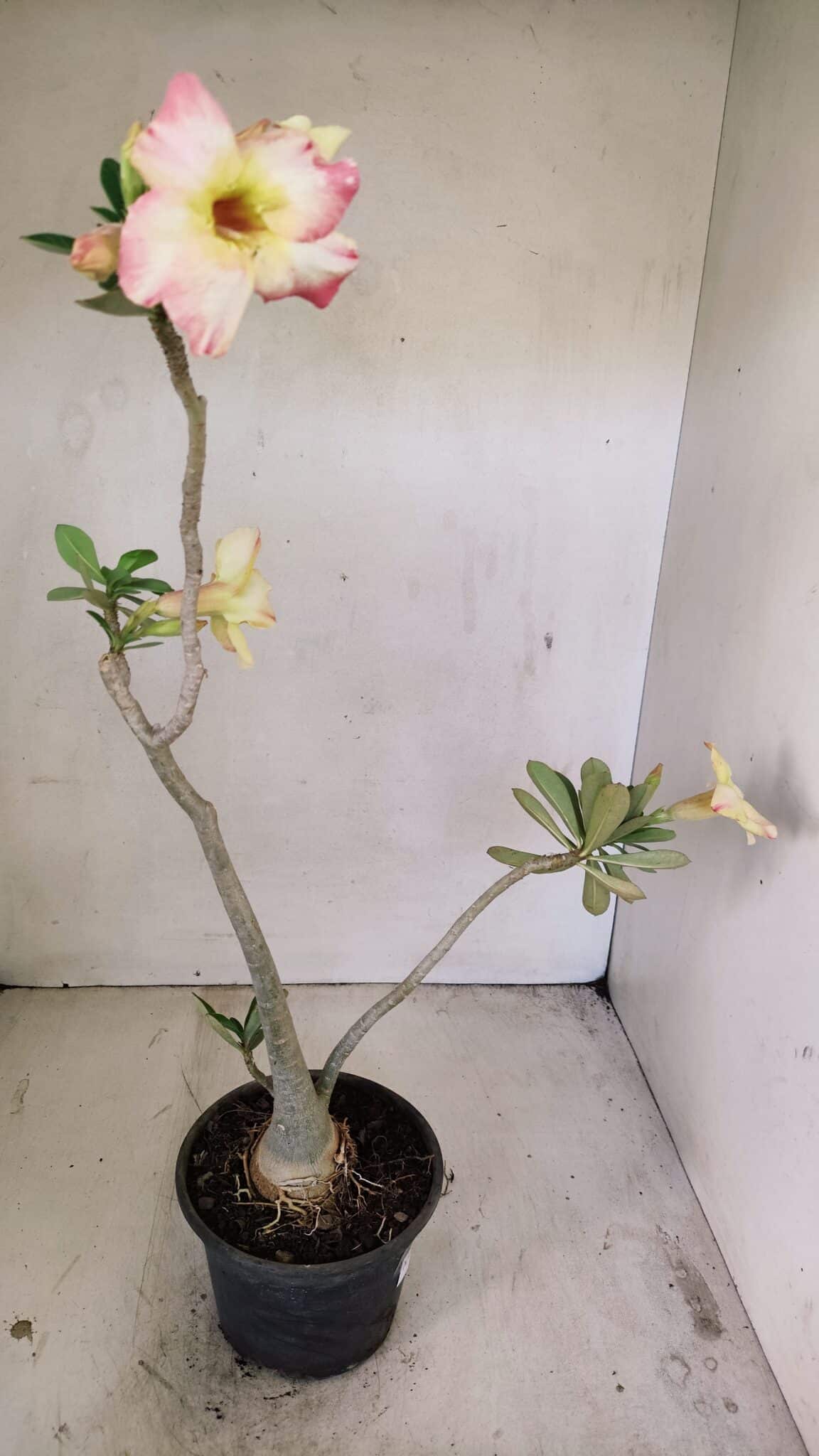 Planta Simples 3247 – 35cm – 03 anos - foto 6