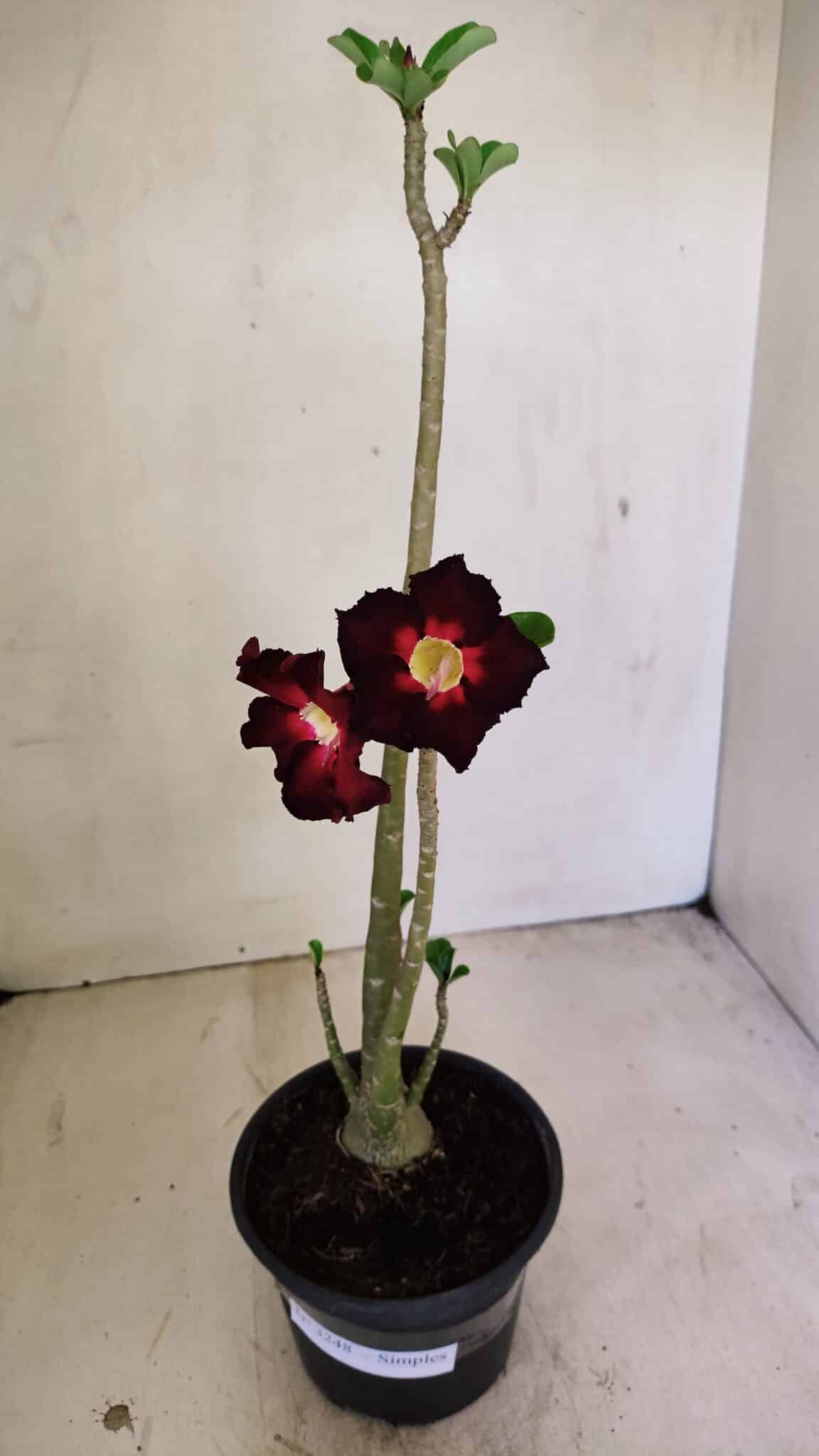 Planta Simples 3248 – 35cm – 03 anos - foto 2