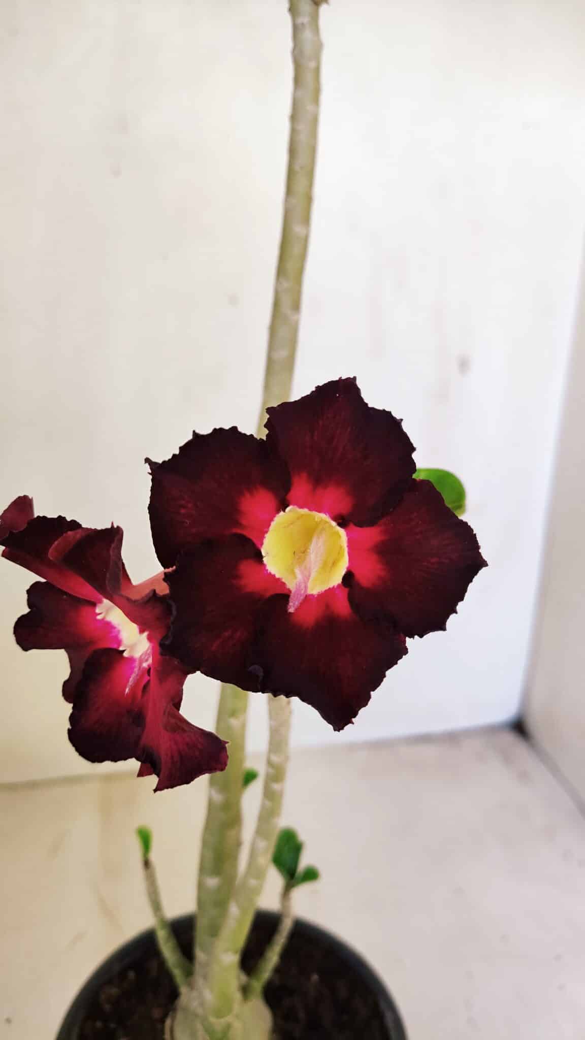 Planta Simples 3248 – 35cm – 03 anos - foto 3