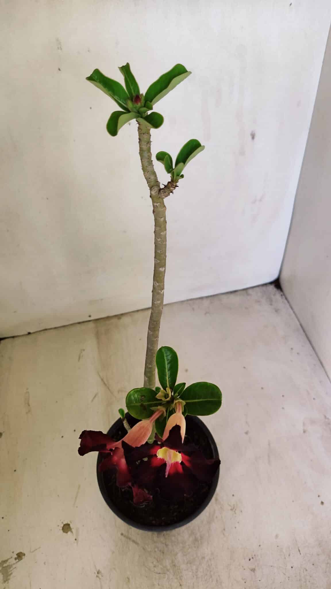 Planta Simples 3248 – 35cm – 03 anos - foto 4
