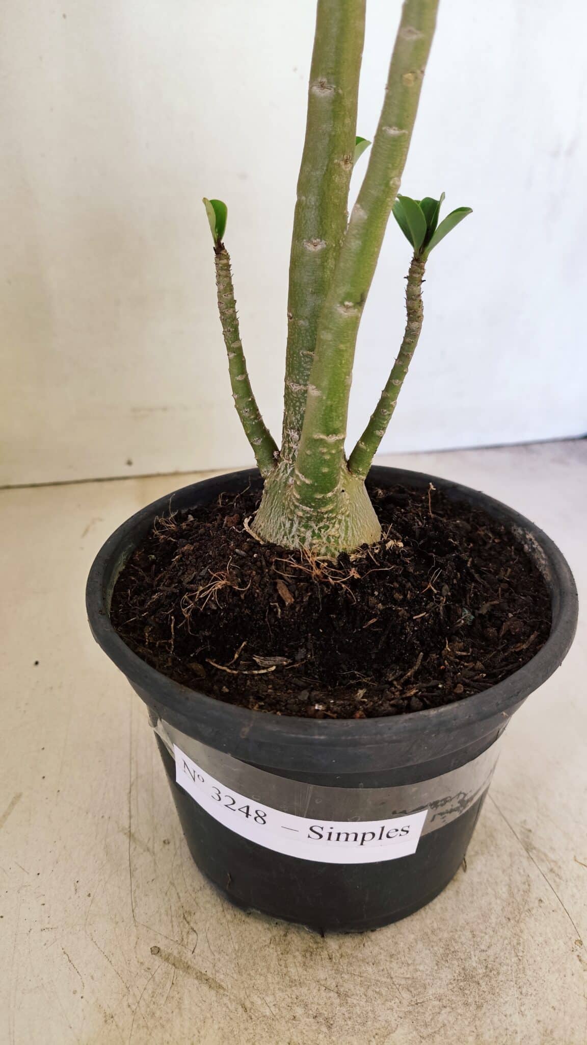 Planta Simples 3248 – 35cm – 03 anos - foto 7