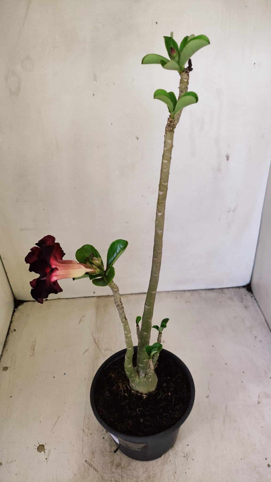 Planta Simples 3248 – 35cm – 03 anos - foto 6