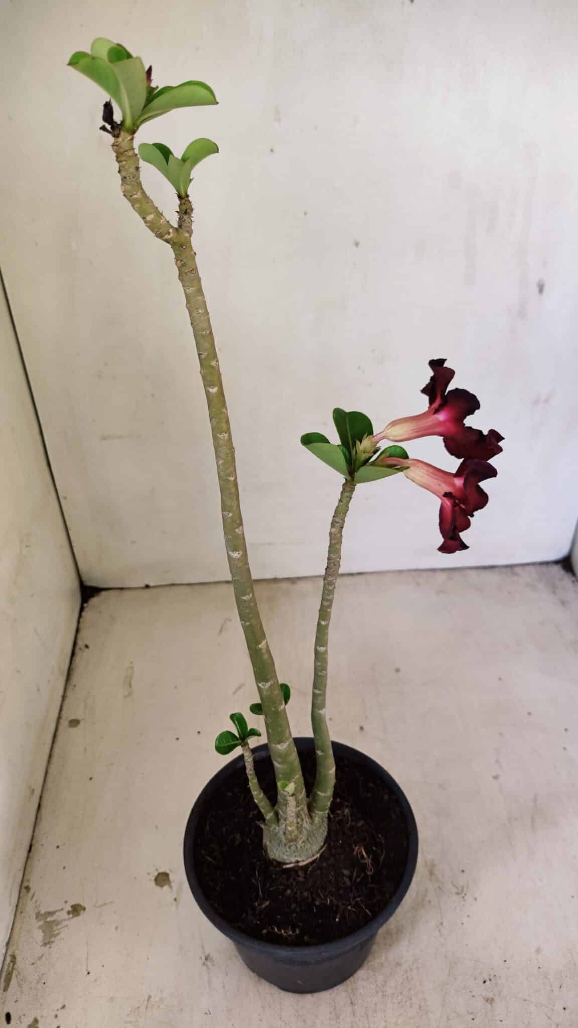 Planta Simples 3248 – 35cm – 03 anos - foto 5