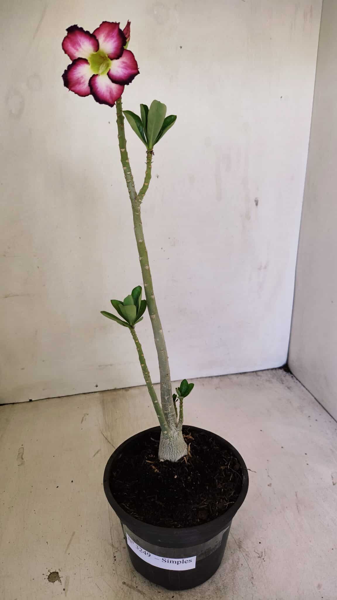 Planta Simples 3249 – 30cm – 02 anos - foto 2