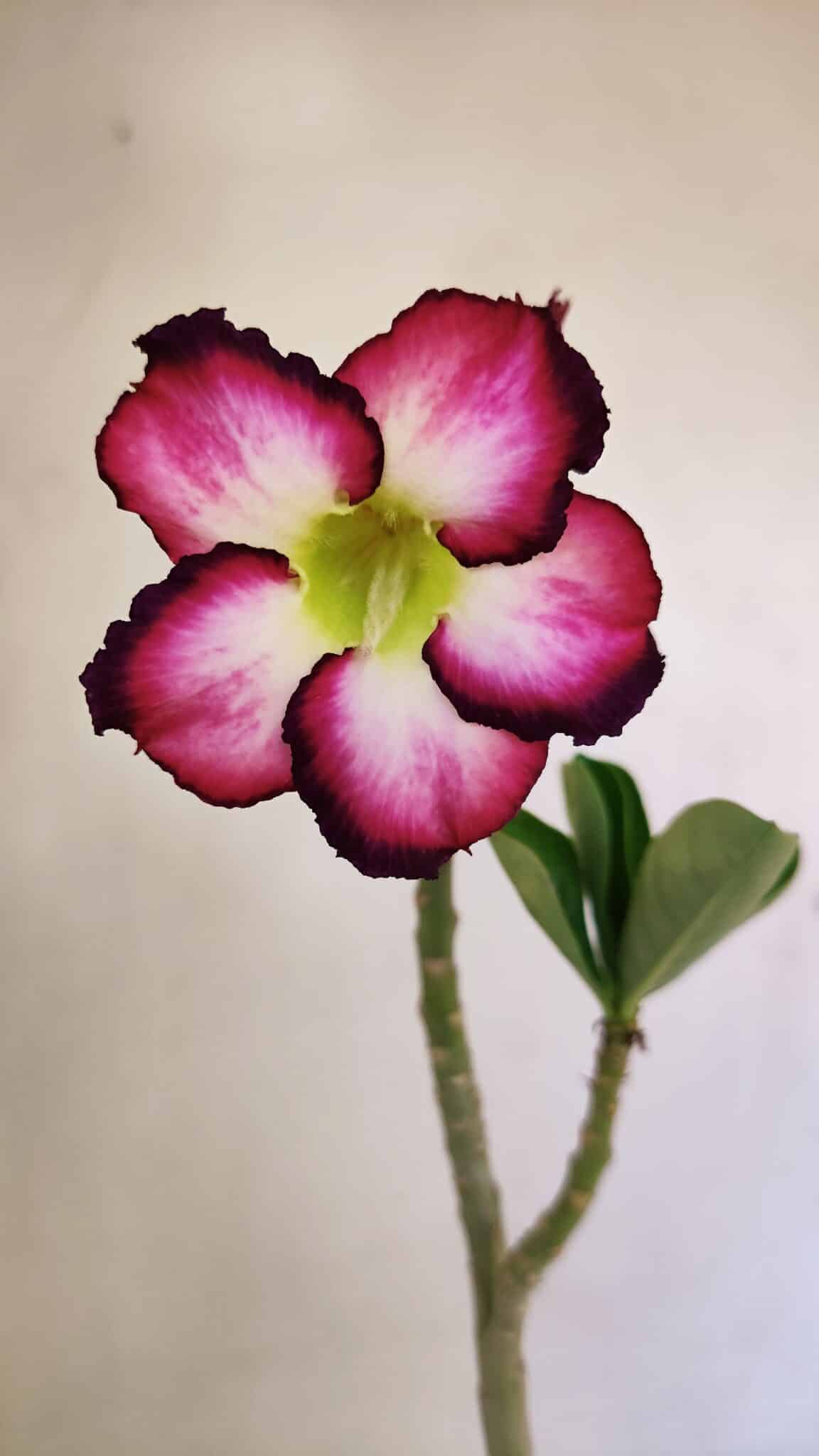 Planta Simples 3249 – 30cm – 02 anos - foto 3