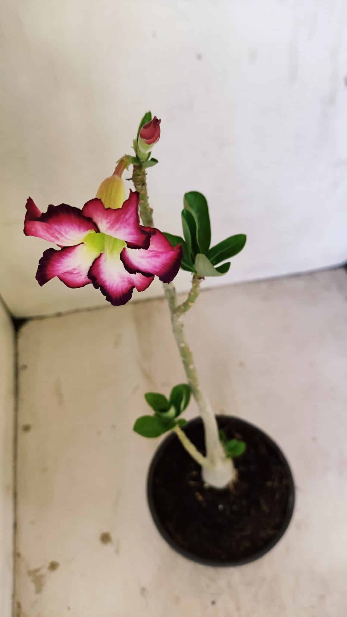 Planta Simples 3249 – 30cm – 02 anos - foto 4
