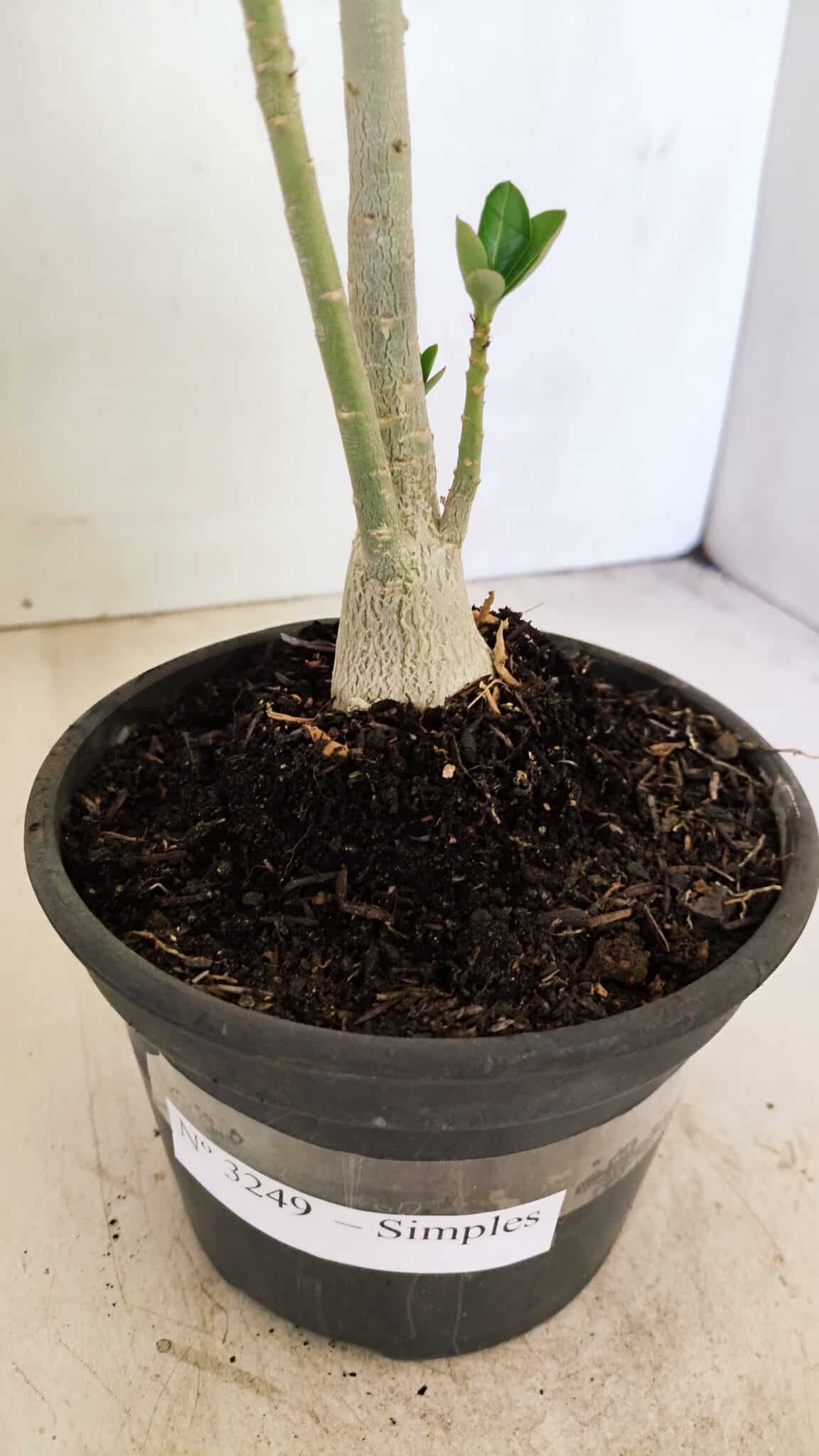 Planta Simples 3249 – 30cm – 02 anos - foto 7