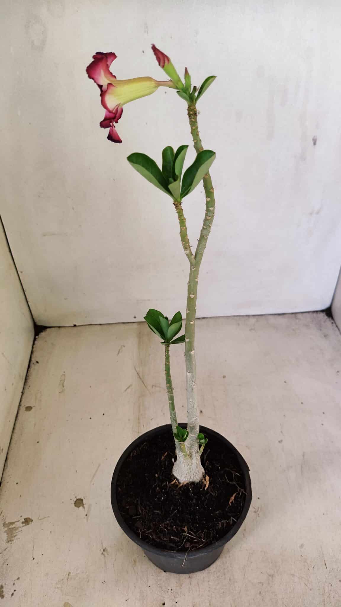 Planta Simples 3249 – 30cm – 02 anos - foto 6