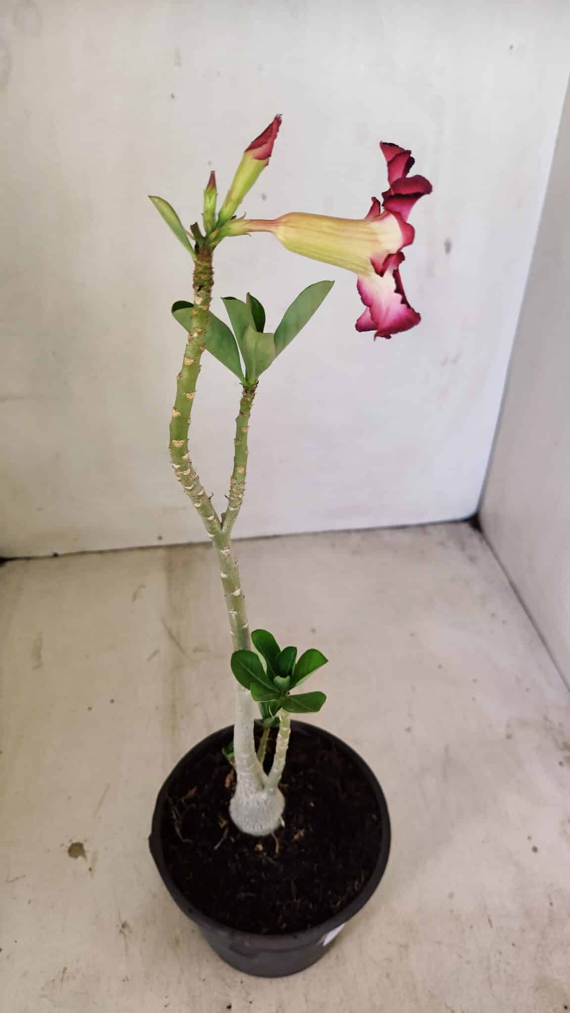 Planta Simples 3249 – 30cm – 02 anos - foto 5