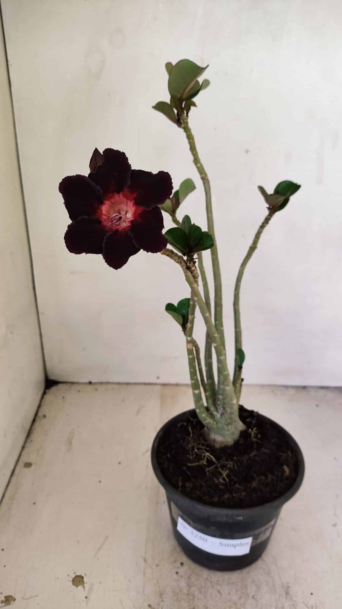 Planta Simples 3250 – 35cm – 03 anos - foto 2