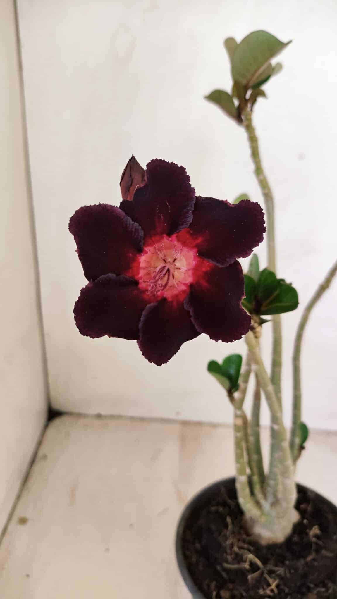 Planta Simples 3250 – 35cm – 03 anos - foto 3