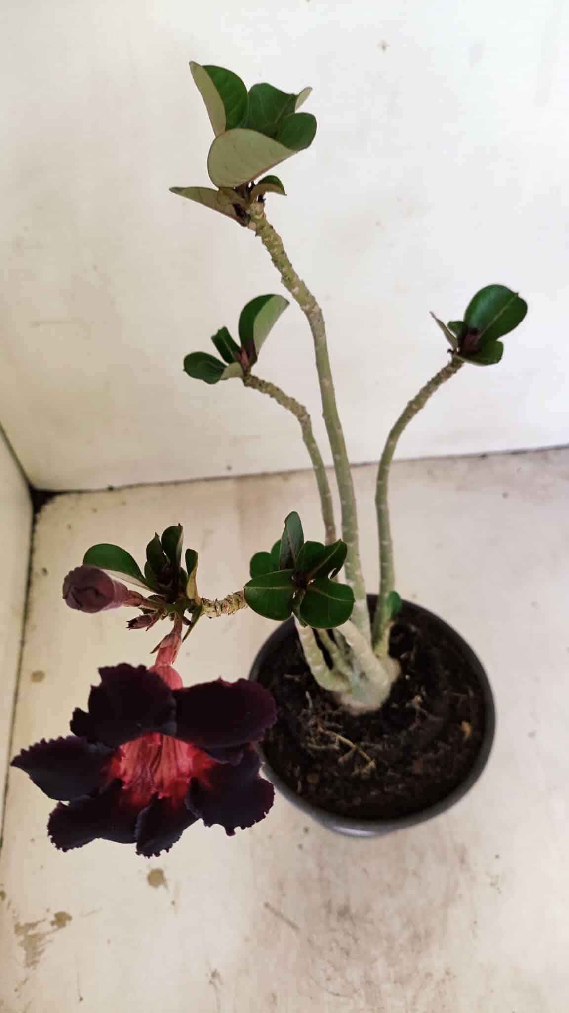 Planta Simples 3250 – 35cm – 03 anos - foto 4