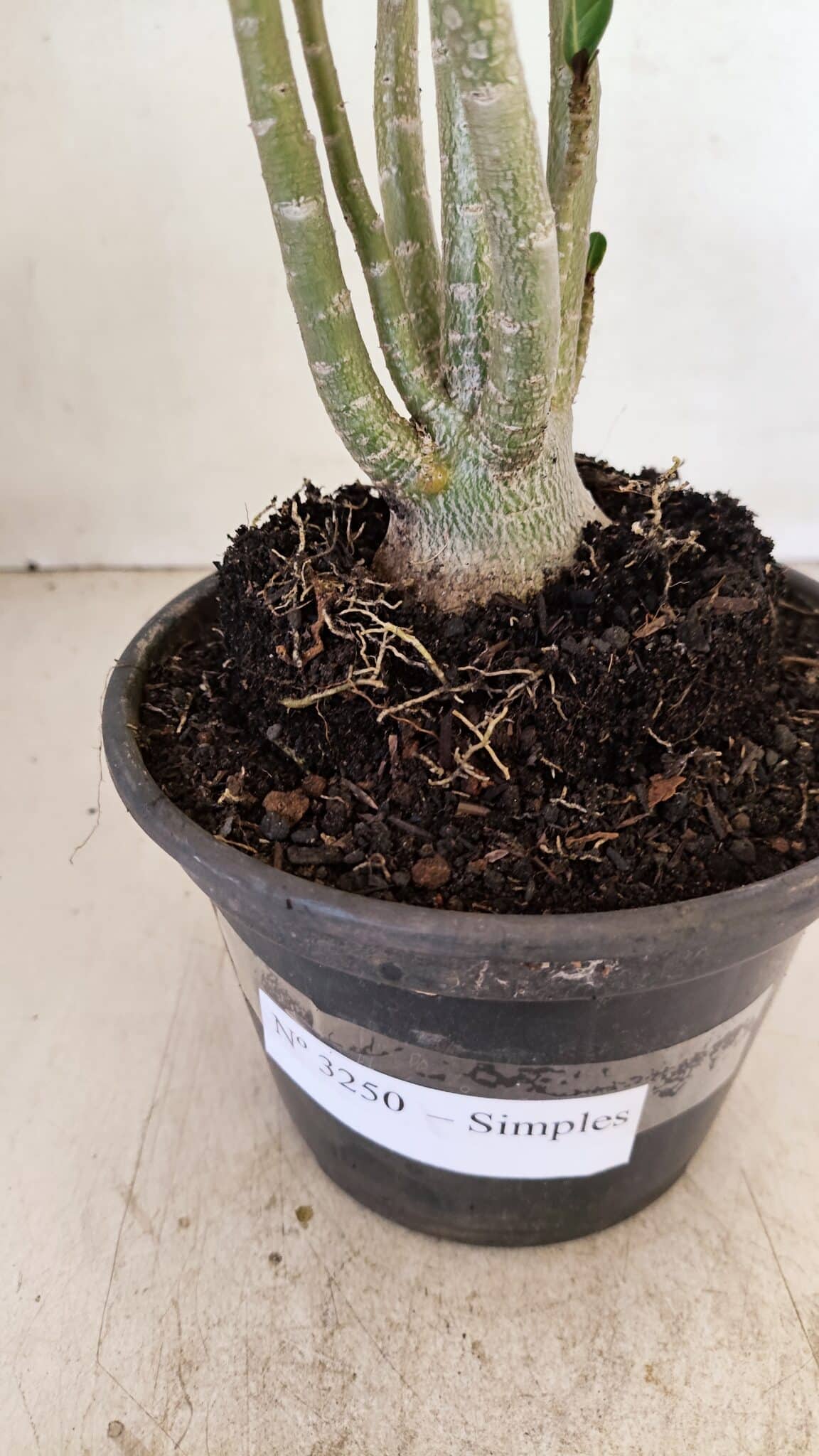 Planta Simples 3250 – 35cm – 03 anos - foto 7