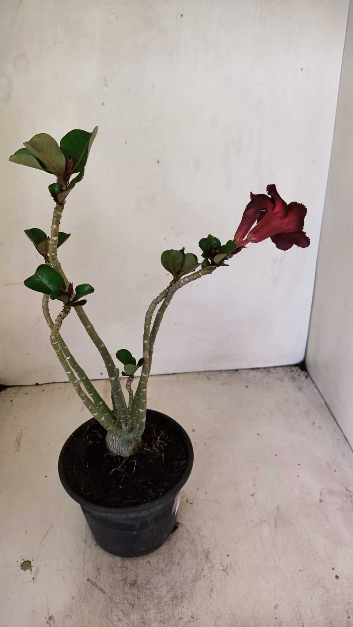Planta Simples 3250 – 35cm – 03 anos - foto 6