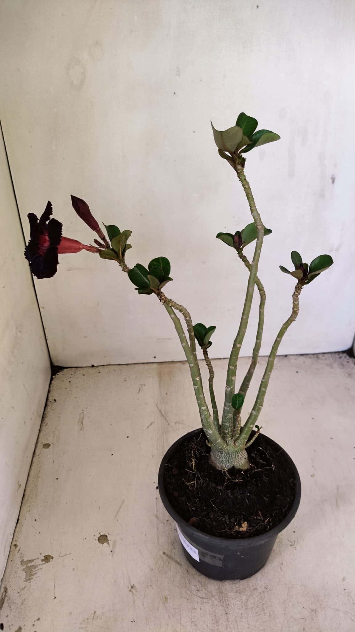 Planta Simples 3250 – 35cm – 03 anos - foto 5