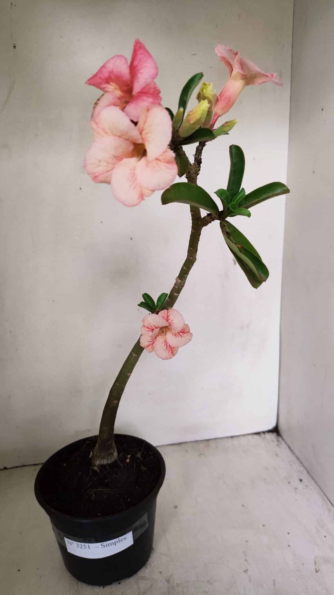 Planta Simples 3251 – 35cm – 03 anos - foto 2