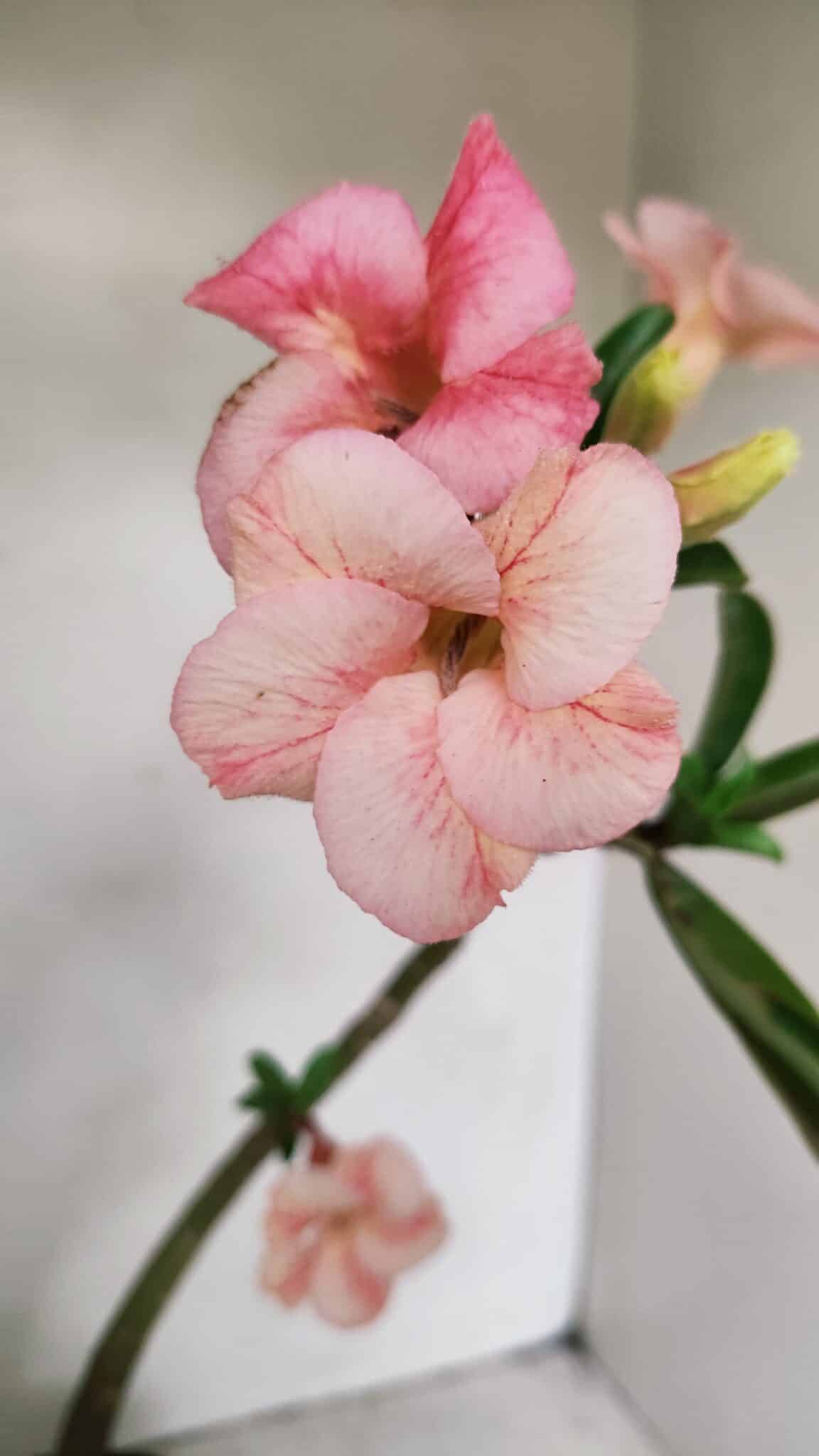Planta Simples 3251 – 35cm – 03 anos - foto 4