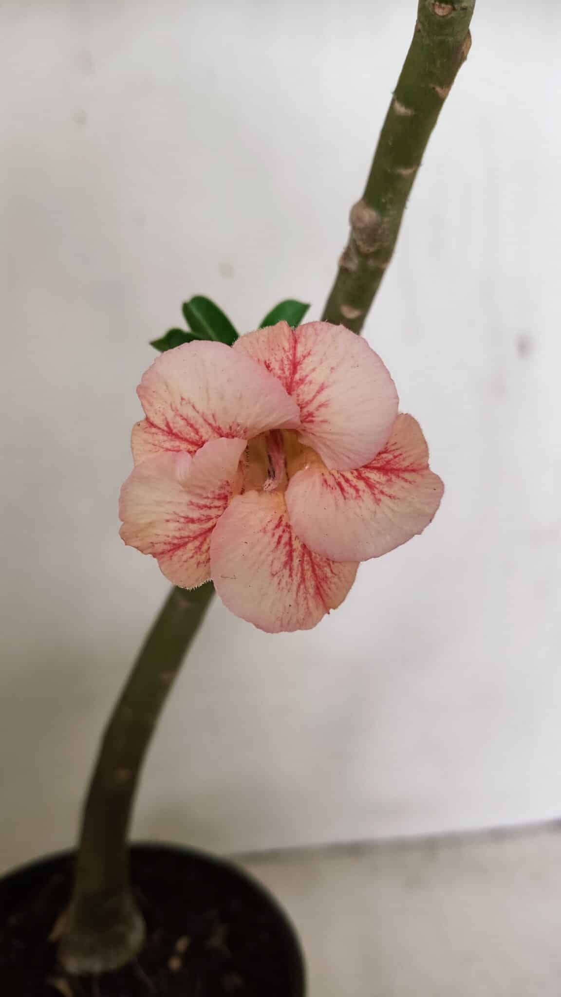 Planta Simples 3251 – 35cm – 03 anos - foto 3