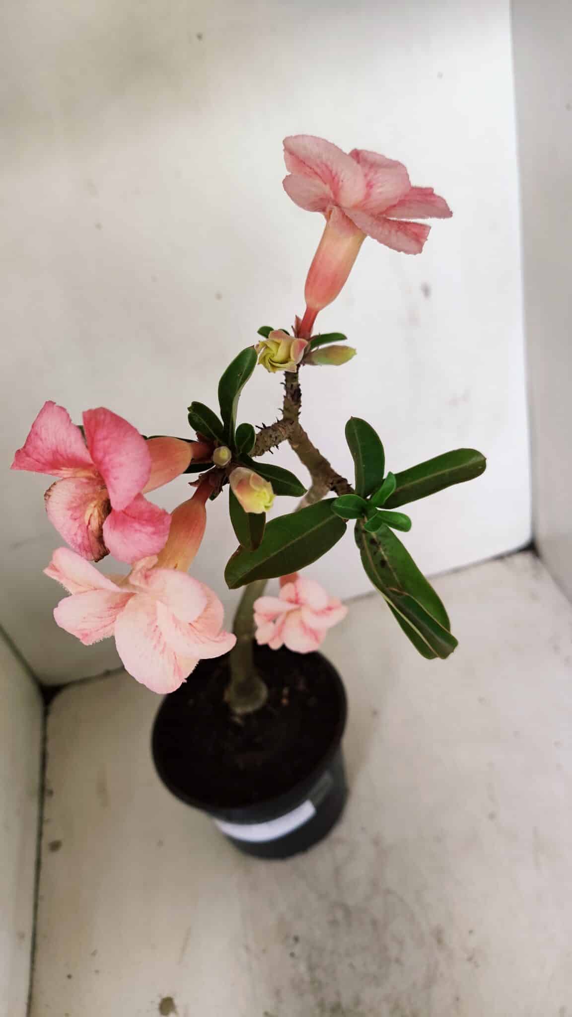 Planta Simples 3251 – 35cm – 03 anos - foto 5