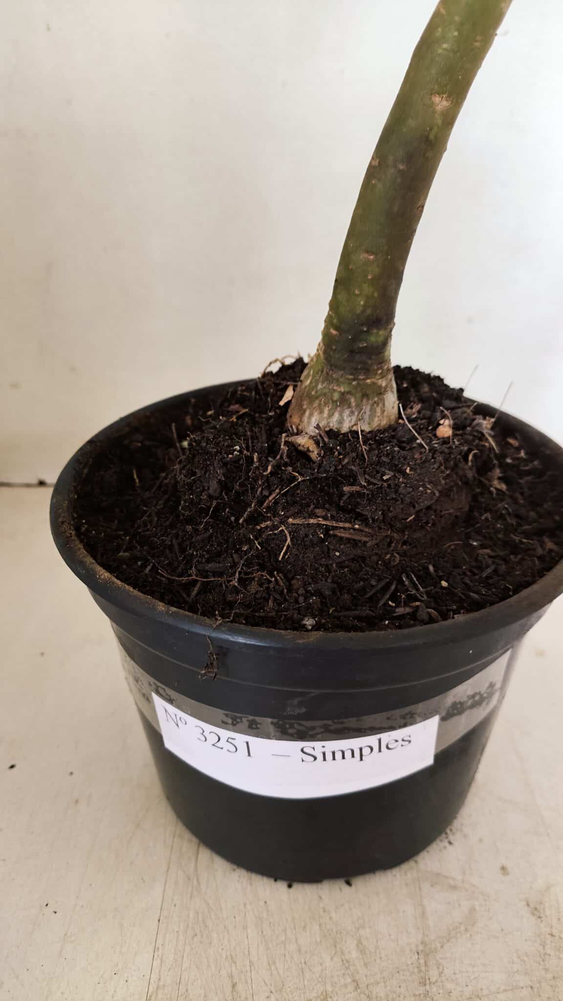 Planta Simples 3251 – 35cm – 03 anos - foto 7