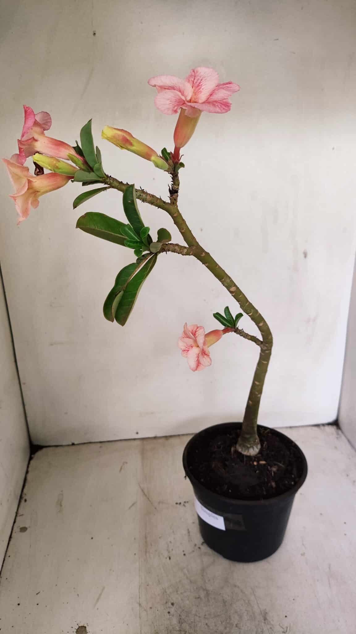 Planta Simples 3251 – 35cm – 03 anos - foto 6