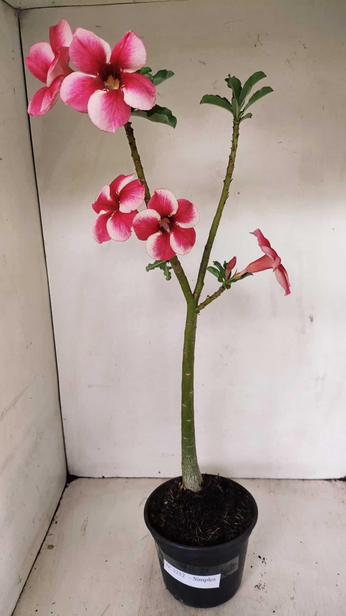 Planta Simples 3252 – 35cm – 03 anos - foto 2